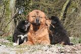 DOGUE DU TIBET 512